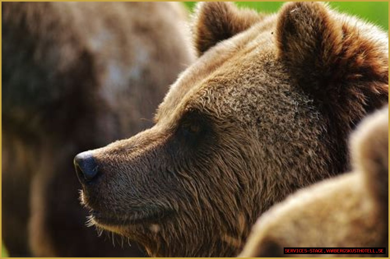 Exploring The World Of Bear Texting: A Unique Communication Style