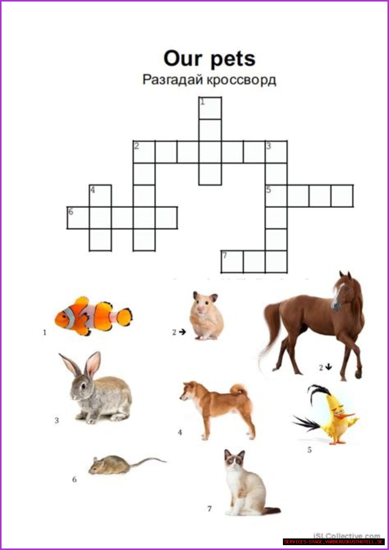 Exploring The World Of Some Rodent Pets Crossword