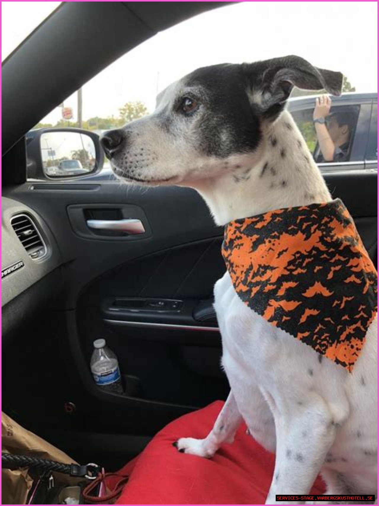 Finding Hope: Lost Pets Toledo Ohio