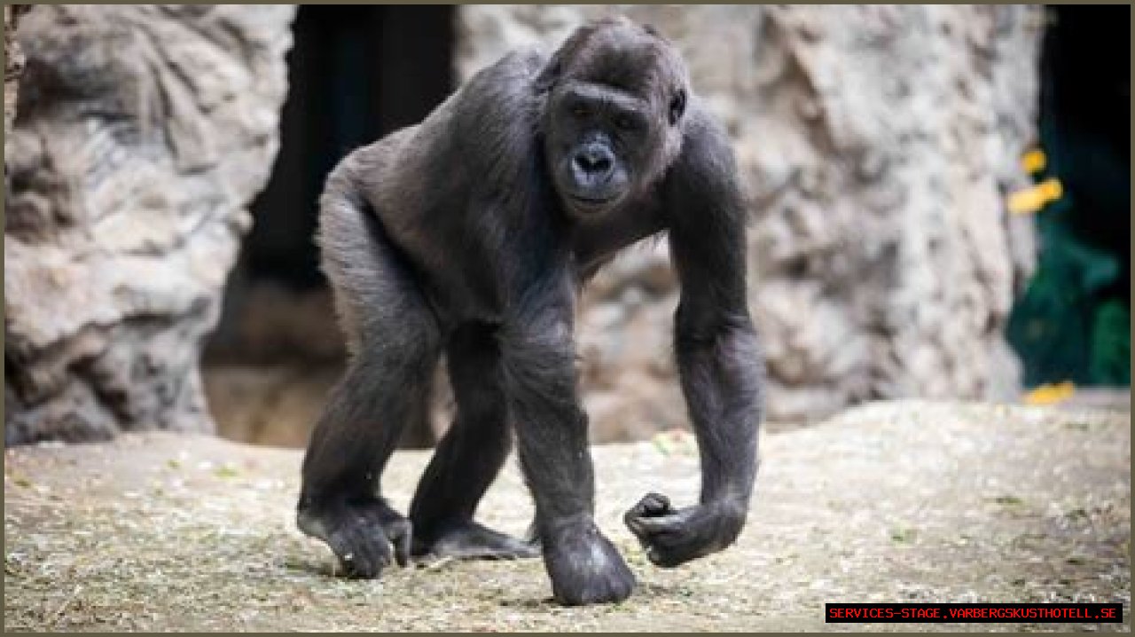 Meet Charlie The Famous Gorilla At The Washington, D.C. Zoo
