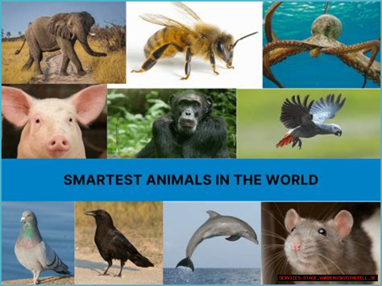 Unveiling The World's Dimmest: Discoveries In Animal Intelligence